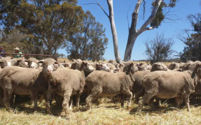 Financing livestock. It’s tricky… or is it?
