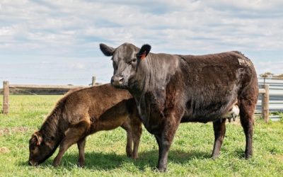 Facebook and stud cattle sales… an experiment worth doing